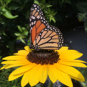 The Benefits Of Pollinators