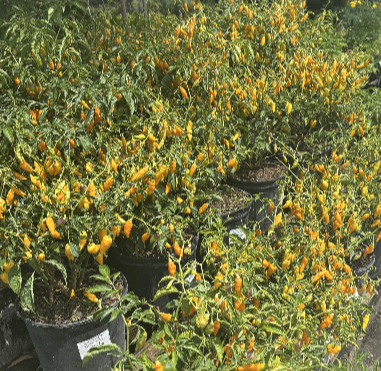 Datil